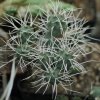 Tephrocactus_curvispinus_1